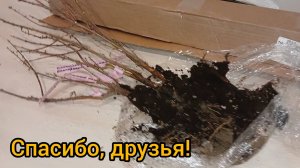 Посадка саженцев с ОКС в марте, чтобы сохранить до мая