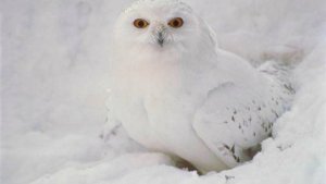 Белая сова. Ирина Жукова-Каменских, Владимир Сучков.