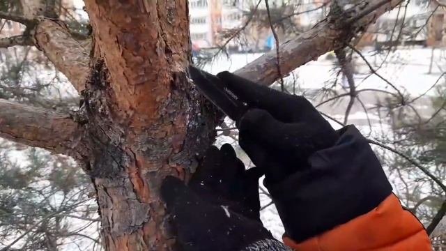 Как легко собрать живицу🌲 и пользоваться безоплатным природным лекарством в городе🌆