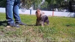 Йорко парень 10 месяцев