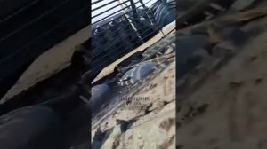 подбитый леопард 2А6, на Украине