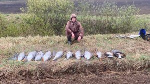 Охота на гуся. Охота на гуся в Беларуси 13.04.2024