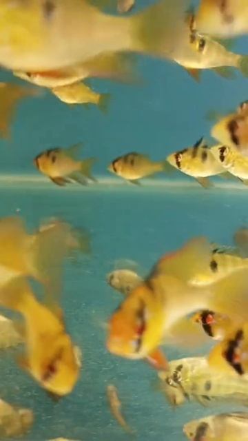 Апистограмма Рамирези смотреть онлайн