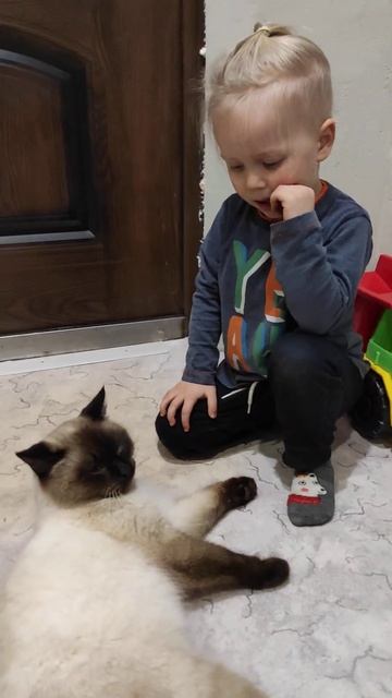 люди бесят котов смотреть онлайн