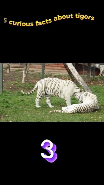 5 Curious Facts about Tigers @WikiHow8 #factshorts смотреть онлайн