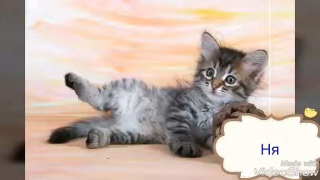 Котятки смотреть онлайн