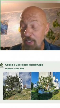 Сосна в Свенском монастыре