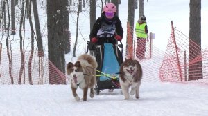 Гонки на собаках "ПИТЕР ДРАЙВ".2025.Орехово.
Чемпионат Санкт-Петербурга по ездовому спорту.