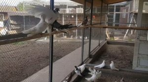 Голуби  Одесские горбоносые турманы.