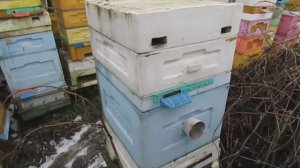 ужасы после зимовки при поздней подкормки пчел в зиму и зимовки на черных сотах , 4.03.2025