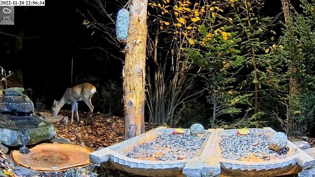Koziołek nocką 🦌@WildlifePulse Leśny Zakątek 20.11.2022