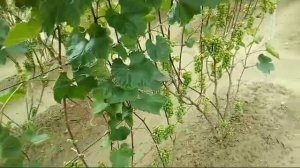 Виноград на Дальнем Востоке. Хабаровск. Левый берег Амура. Морозостойкий.