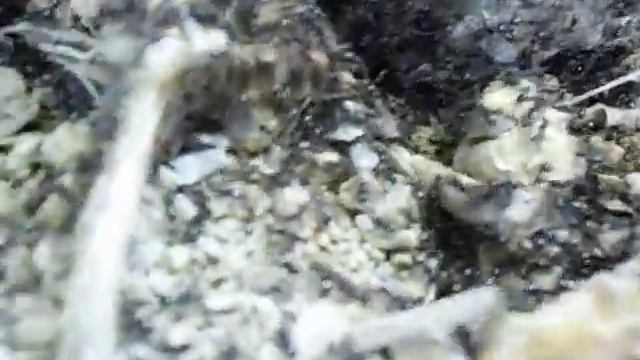 Essaimage Lasius fuliginosus 2 смотреть онлайн