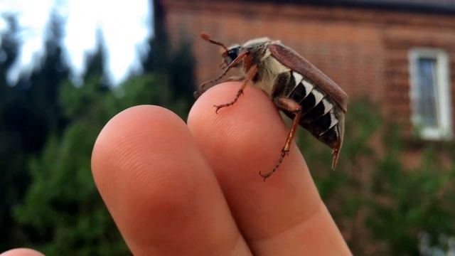 Maikäfer - Melolontha in Kiel - cockchafer смотреть онлайн