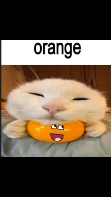 милотаааааа🤩🤩 #хочуврек #мандарин #еда #коты смотреть онлайн