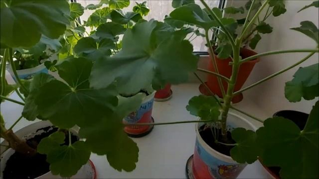 Зимний обзор моих пеларгоний с клумбы. Выпуск от 26.12.20