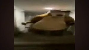 Медведь бежит 2 мин