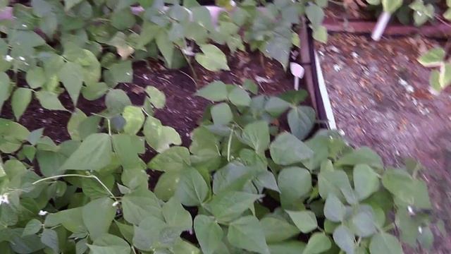 Bush Beans - Top Crop, Tendergreen Improved & Yellow Wax Beans смотреть онлайн