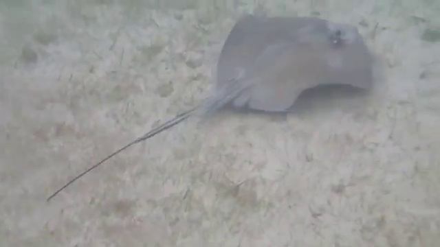 Stingray смотреть онлайн