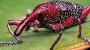 ТЫ ТОЧНО ЭТОГО НЕ ВИДЕЛ! | ПОПРОБУЙ НЕ ЗАСМЕЯТЬСЯ ЧЕЛЛЕНДЖ | ЛУЧШИЕ МЕМЫ ЧАСТЬ 65