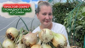 ПОСЕВ ЛУКА ЧЕРНУШКИ НА РАССАДУ в 2025 г. КАК ПРОСТО И БЫСТРО ПОСЕЯТЬ ЛУК ИЗ СЕМЯН .