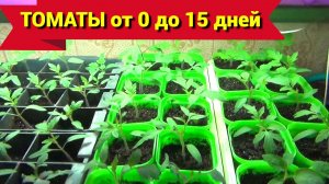 РАССАДА ТОМАТОВ от 0 до15 дней. Что делать дальше.