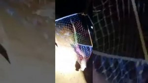 Приморский край Ливадия ночной сазан утащил в камыши)