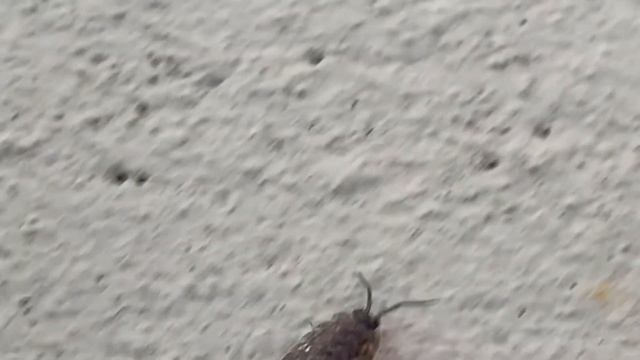 Isopod walking around смотреть онлайн