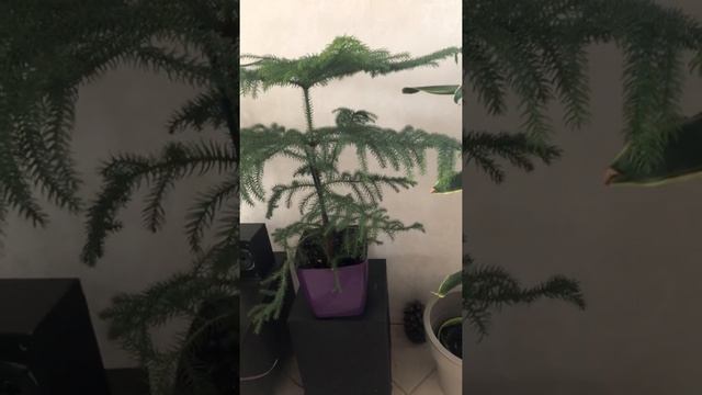 Араукария из с-ва араукаривые смотреть онлайн