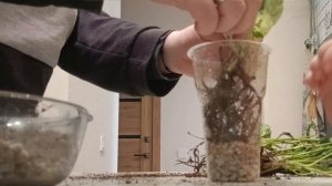 100 дней пересадки: эпипремнум жемчуг и нефрит