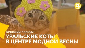 Элегантность и пушистые хвосты: Коты-модники весны на Урале