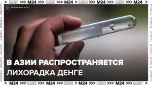 Лихорадка денге начала распространяться по Азии - Москва 24