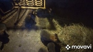 Купила семью за 1500 р, заложила кур яйца в инкубатор