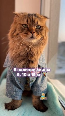 Пора готовиться к лету!🏋️♂️😸 #котики #юмор #животные