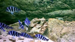 WILD | Cyphotilapia gibberosa "Blue Zaire" MOBA | Day 1