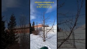 обрезка плодоносящей яблони