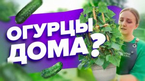 КАК ПОСЕЯТЬ КОМНАТНЫЕ ОГУРЦЫ?