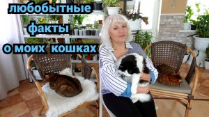 Интересные факты о моих кошках,радостные и печальные.Как легко найти метки кота#кошки#бенгалы
