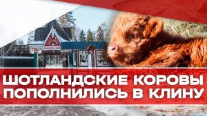 Семейство шотландских коров пополнилось в Клину!