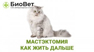 Мастэктомия кошкам и собакам