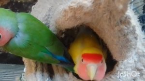 видео про попугаев неразлучников про Дусю и чуба