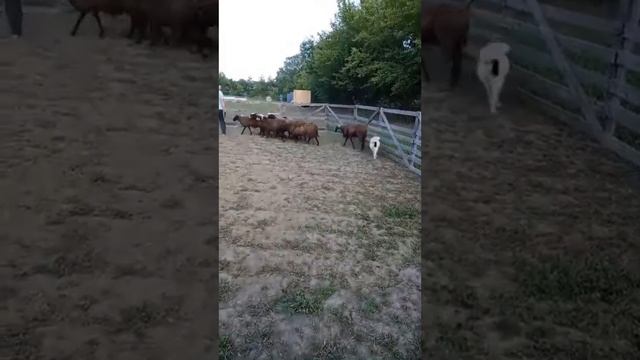 Ненецкая оленегонная лайка. Кобель Сэроко. Пастьба овец.