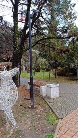 чёрный дрозд 🐦😄