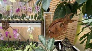 Обзор павильона 29 Цветоводство и озеленение на ВДНХ