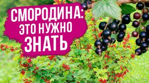 ВСЁ О СМОРОДИНЕ: лучшие сорта, правильное выращивание.