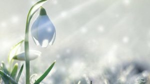 Весна / Футаж для текста