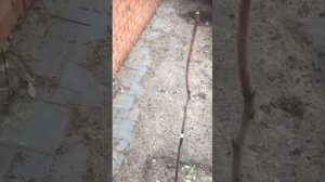 Хурма обрезка при посадке для лучшей приживаемости.