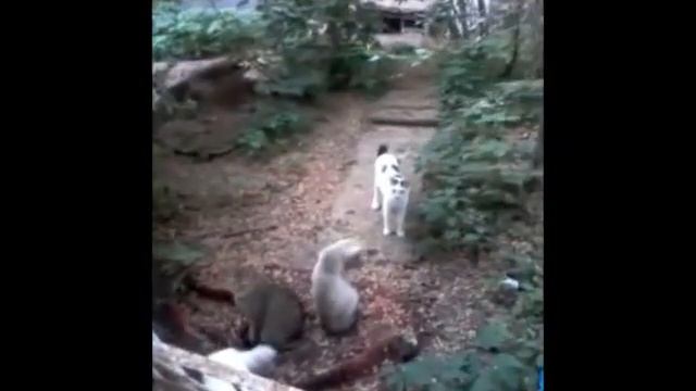 чумачечая квартирка смотреть онлайн