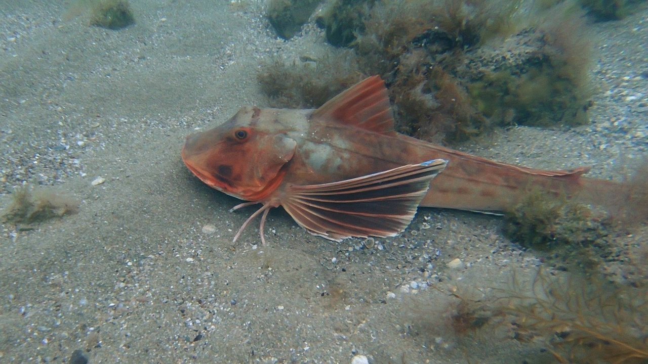 ПОДВОДНЫЙ МИР ЧЕРНОГО МОРЯ / 2