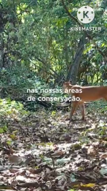 Animais em extinção #shorts @canal Fred & Mustang смотреть онлайн